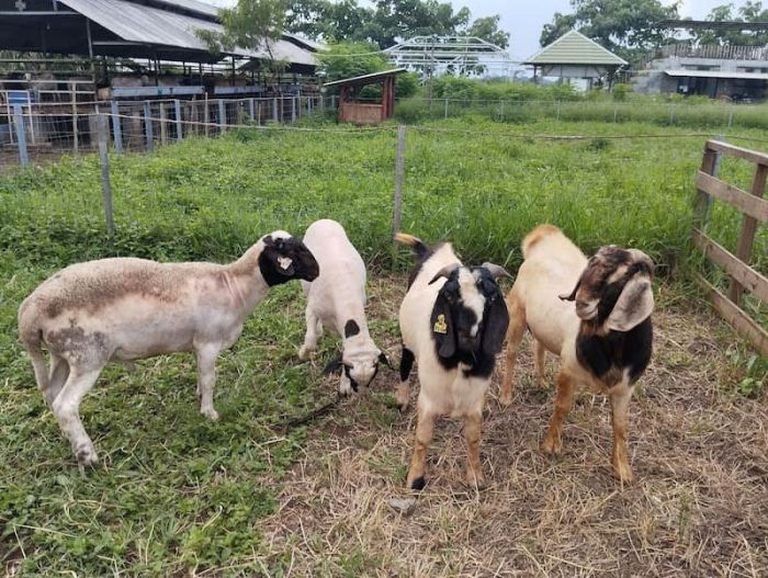 5 Perbedaan Daging Domba dan Kambing yang Perlu Dipahami Daging kambing di Bulakamba, Brebes