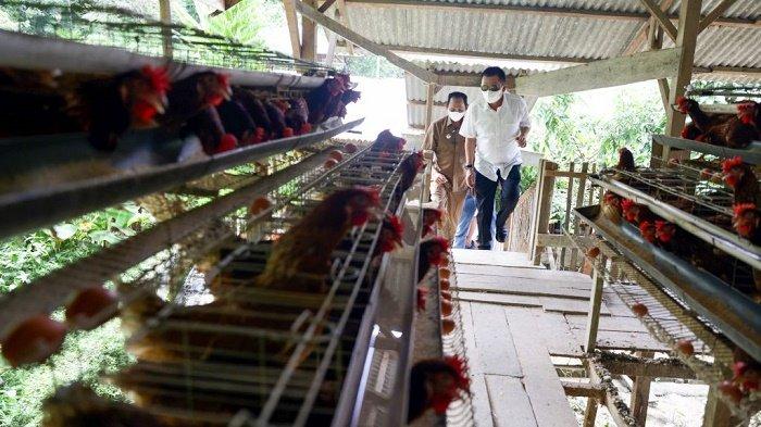 Usaha Budidaya ternak ayam petelur - Website Kalurahan JATIMULYO Ternak ayam petelur di Madat, Aceh Timur