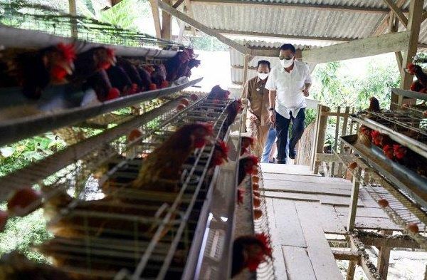 Ternak ayam petelur di Meukek, Aceh Selatan