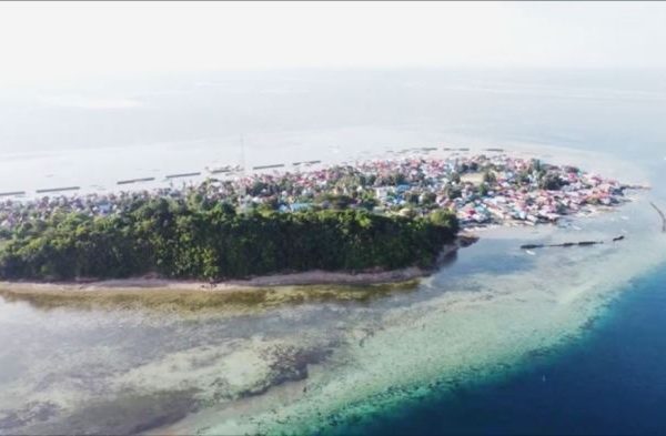 Daun penggemuk ayam di Maginti, Muna Barat