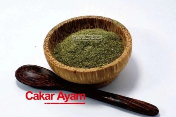 Daun penggemuk ayam di Doreng, Sikka