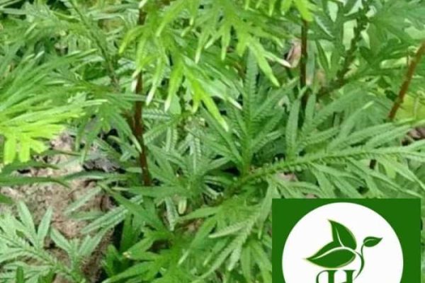 Daun penggemuk ayam di Wayer, Kab. Sorong Selatan