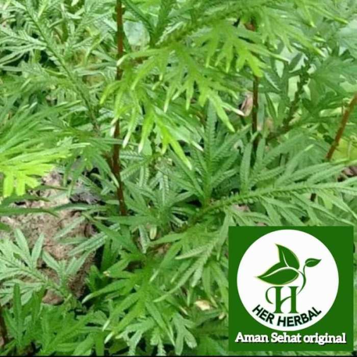 Jual daun cakar ayam segar fresh petik 1kg di Seller Herherbal165 ... Daun penggemuk ayam di Wayer, Kab. Sorong Selatan