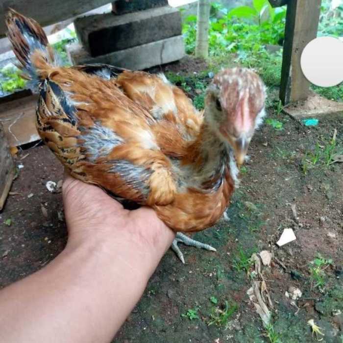 AYAM PELUNG SUPER JUMBO | Ayam Ayam pelung jumbo di Pengasih, Kulon Progo