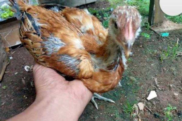 ayam PELUNG JUMBO ciri khas asli dari ayam pelung - YouTube