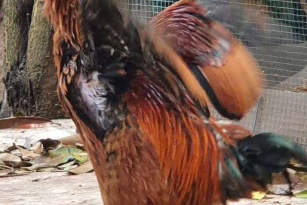Ayam pelung jumbo di Mlati, Sleman