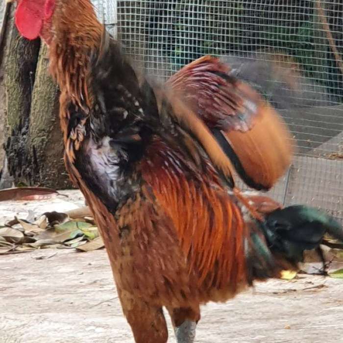 Jual TELUR AYAM PELUNG JUMBO | Shopee Indonesia Jual TELUR AYAM PELUNG JUMBO | Shopee Indonesia