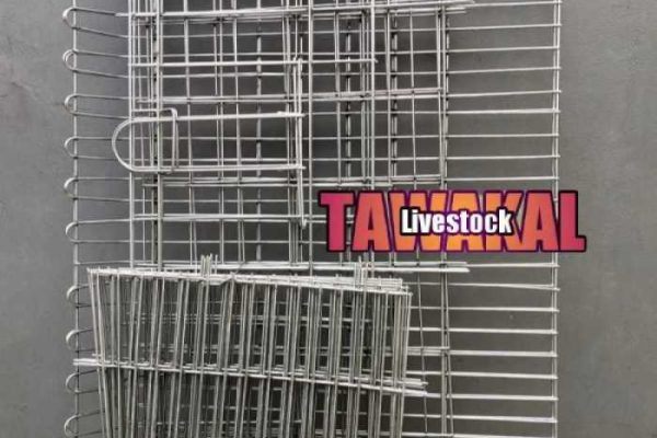 Peluang Usaha Ternak Ayam Petelur Yang Sangat Menggiurkan - Ternak Duit