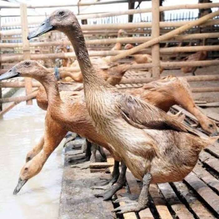 Ayam Petelur Indonesia Hasilkan 180 Telur Setahun - Agrimag Ayam petelur jantan di Padang Timur, Kota Padang