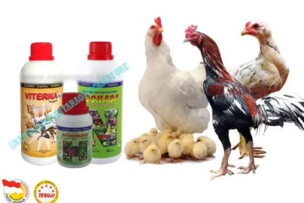 Daun penggemuk ayam di Lenangguar, Sumbawa