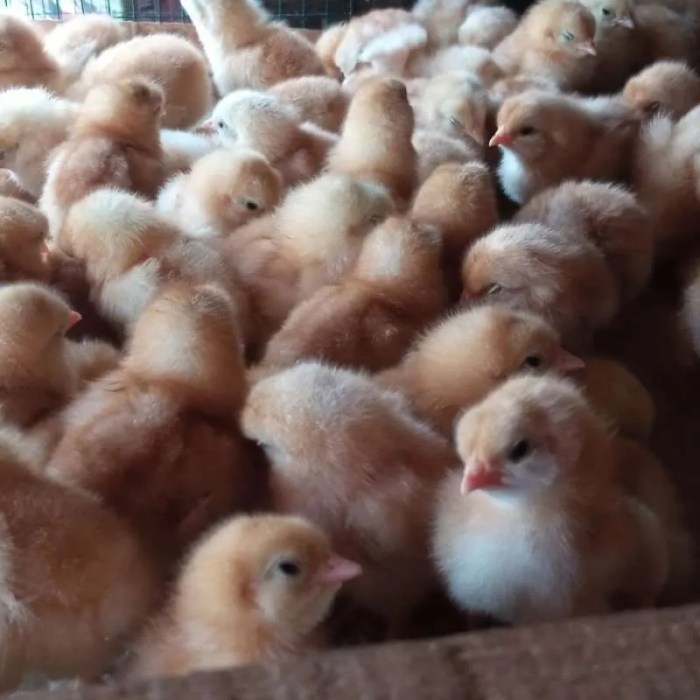 Ayam merah petelur di Regol, Kota Bandung