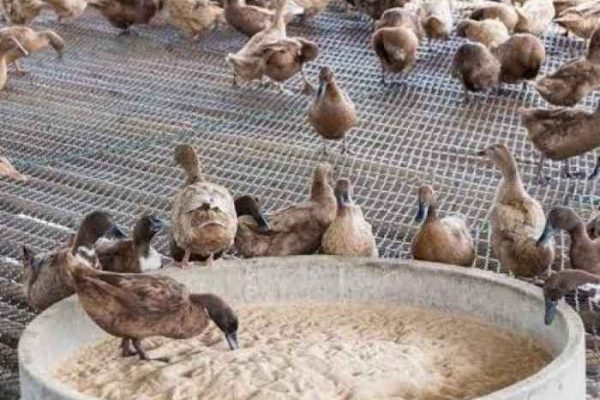Ayam petelur jantan di Pariaman Timur, Kota Pariaman