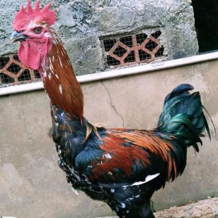 Jual Sepasang Ayam pelung jumbo usia 2 bulan | Shopee Indonesia Ayam pelung jumbo di Sewon, Bantul