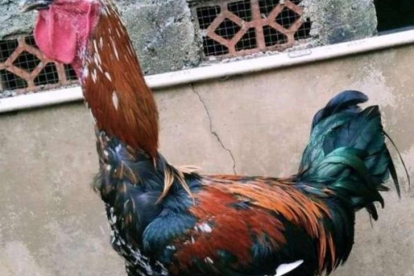 Ayam pelung jumbo di Tanjungsari, Gunungkidul