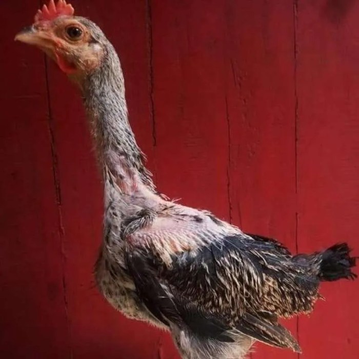 Ayam pelung jumbo di Girimulyo, Kulon Progo
