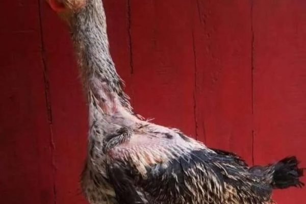 Ayam pelung jumbo di Girisubo, Gunungkidul