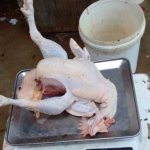 Jual Ayam Merah Fresh Rijek 45rb Per Ekor Masih Lgkap Jeroan/ayam Merah ...