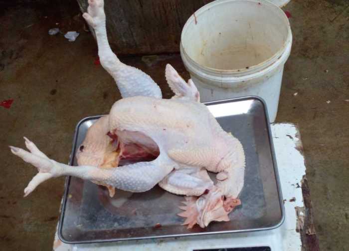 Ayam afkir di Parigi, Pangandaran