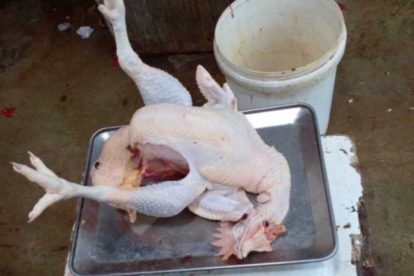 Ayam afkir di Ujung Jaya, Sumedang