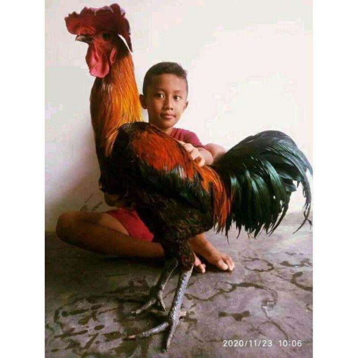 Ayam pelung jumbo birahi - YouTube