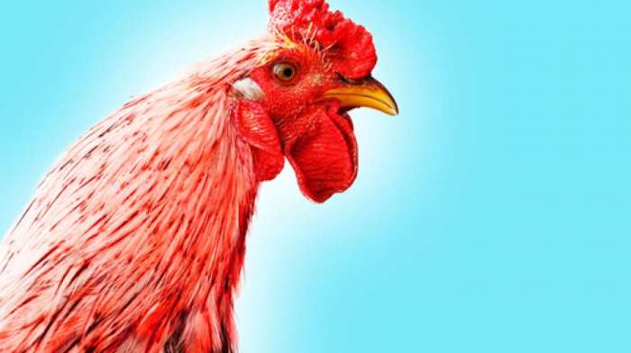 Ribuan Masyarakat Lampung Barat Penuhi Pengajian Akbar di Air Hitam ... Budidaya ayam di Air Hitam, Lampung Barat