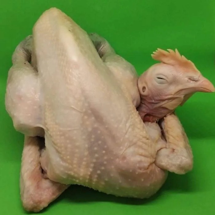 Ayam Kampung Unggul Balitbangtan (Ayam KUB) Harga ayam kampung potong di Cianjur, Kab. Cianjur