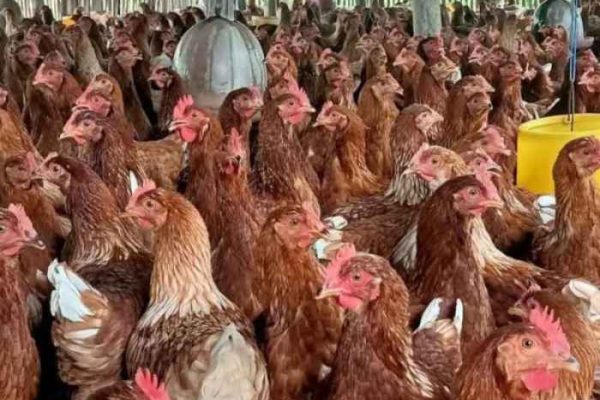 Harga Ayam Merah Hari ini di Borobudur Magelang | Jual Ayam Afkir ...