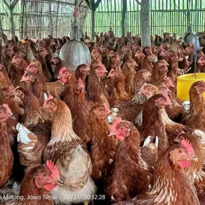 Promo Ayam Merah - Ayam Petelur Afkir - Ayam Afkir - Ayam Telur Afkir ... Ayam afkir di Langkaplancar, Pangandaran