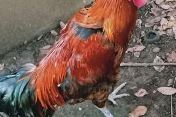 Banyak yang Belum Tahu, Ternyata Ayam Pelung Ada 7 Jenis