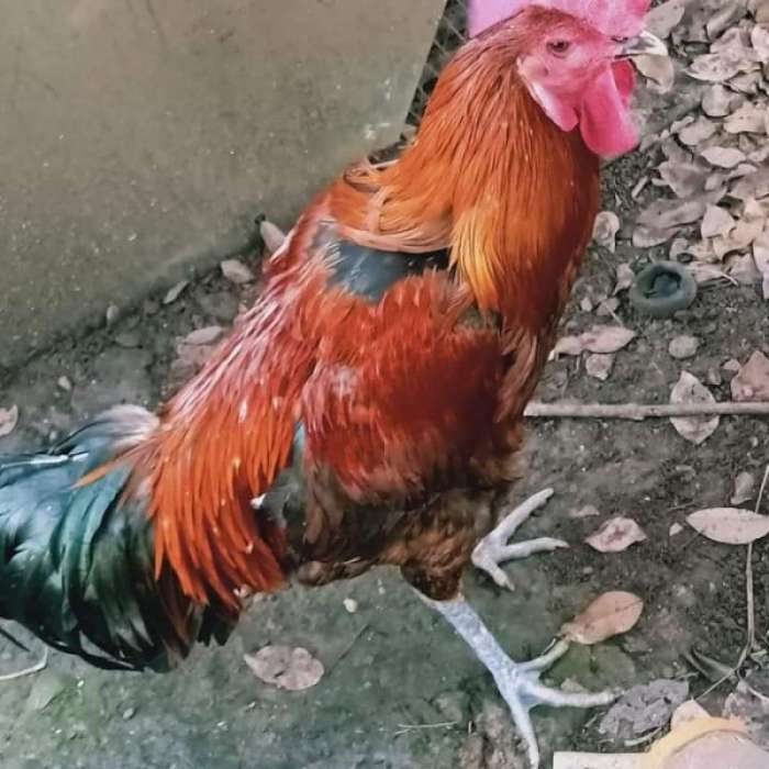 Banyak yang Belum Tahu, Ternyata Ayam Pelung Ada 7 Jenis Banyak yang Belum Tahu, Ternyata Ayam Pelung Ada 7 Jenis