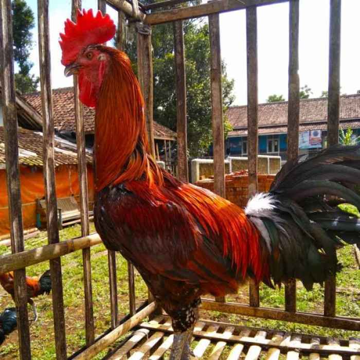 ayam PELUNG JUMBO ciri khas asli dari ayam pelung - YouTube Ayam pelung jumbo di Gondomanan, Kota Yogyakarta
