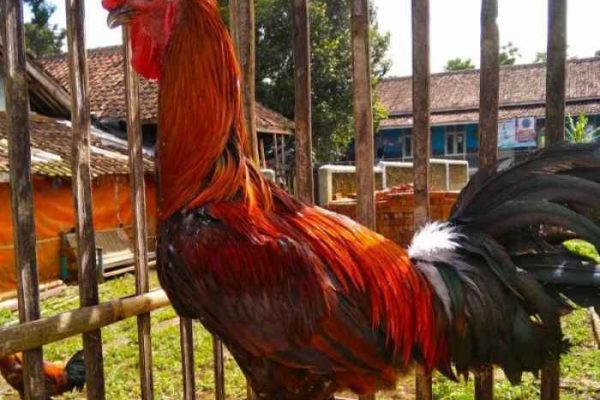 Ayam pelung jumbo di Jetis, Kota Yogyakarta