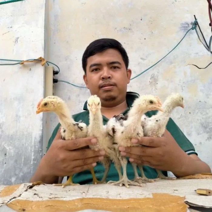 Jual Anakan ayam pelung jumbo asli | Shopee Indonesia Ayam pelung jumbo di Mergangsan, Kota Yogyakarta