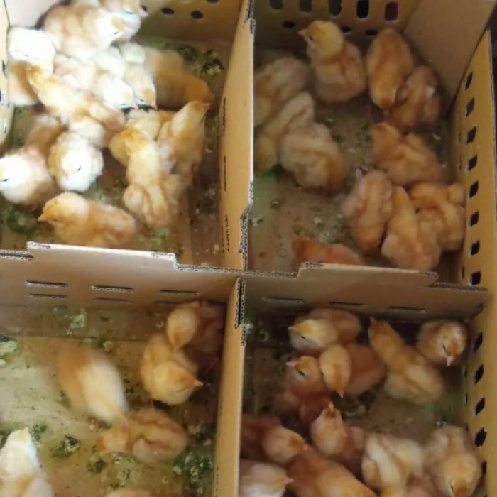 Jual Oem Ayam Petelur - Ayam Petelur Betina - Doc Ayam Petelur - Doc ...