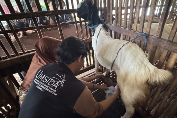 Susu kambing di Masalembu, Sumenep