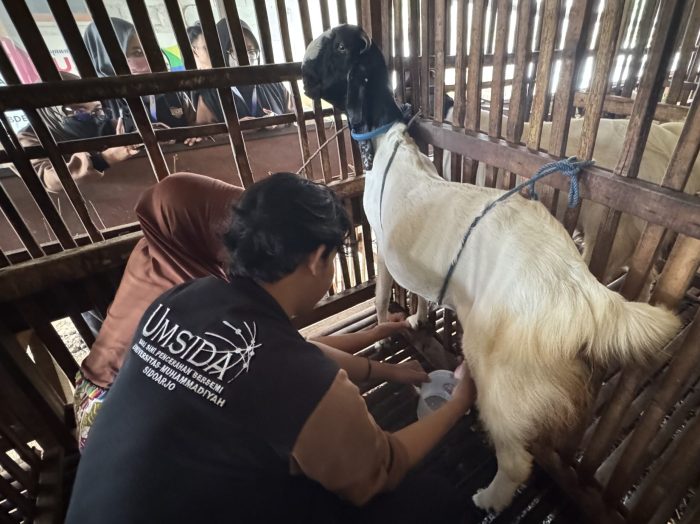 Buat Olahan Susu Kambing, KKNP 35 Umsida Kembangkan Potensi Masyarakat ... Susu kambing di Masalembu, Sumenep
