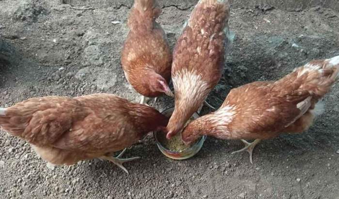 ? Cara Mudah Menentukan Modal Ternak Ayam Petelur 100 ekor Ternak ayam petelur di Nagawutung, Lembata