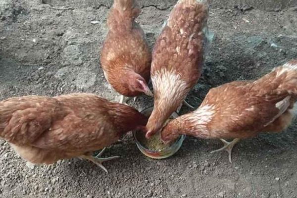 Ternak ayam petelur di Batukara, Muna