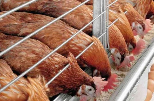 Pakan Ayam Petelur yang Bagus Untuk Unggas dan Cara Membuatnya