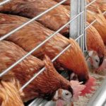 PETERNAKAN AYAM KAMPUNG PETELUR DI BOGOR | ANTARA Foto