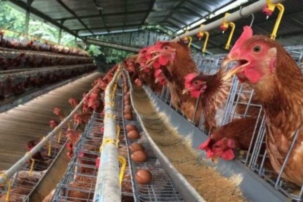 Ternak ayam petelur di Sangkulirang, Kutai Timur