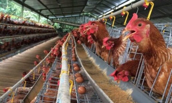 Ternak ayam petelur di Balik Bukit, Lampung Barat