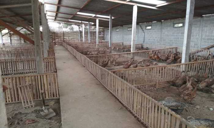 PELUANG BISNIS PETERNAKAN AYAM PEDAGING DI ERA MILENIAL - YouTube Ternak ayam pedaging di Merigi Sakti, Bengkulu Tengah