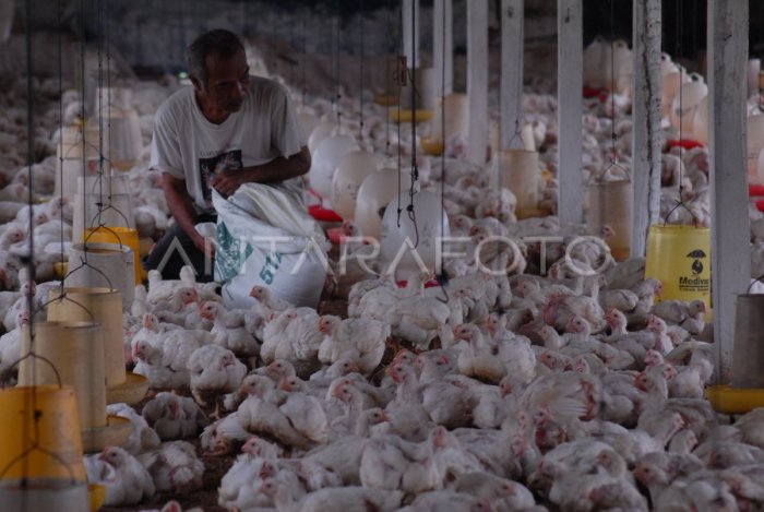 Ayam layer di Muara Siau, Kabupaten Merangin