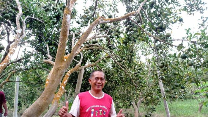 Pertama Di Indonesia, Mesuji Launching Kemitraan Budidaya Singkong ... Budidaya ayam di Mesuji Timur, Mesuji