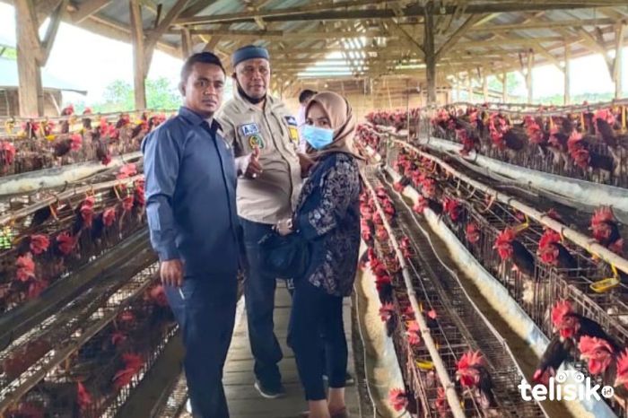 Pansus LKPJ Minta Bupati Muna Genjot Peternakan Ayam Petelur - telisik.id Ternak ayam petelur di Kabangka, Muna