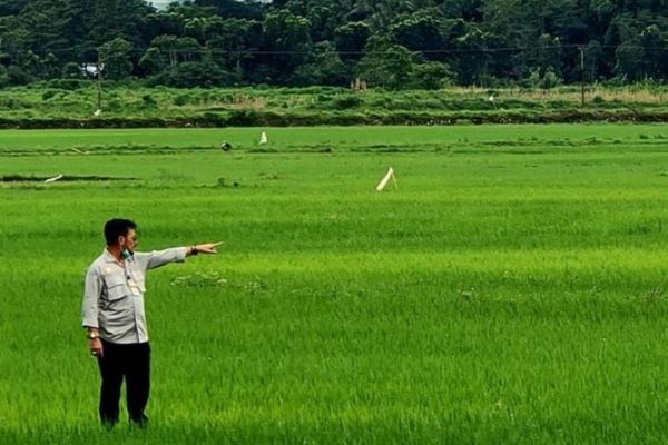 Daun penggemuk ayam di Katikutana, Sumba Tengah