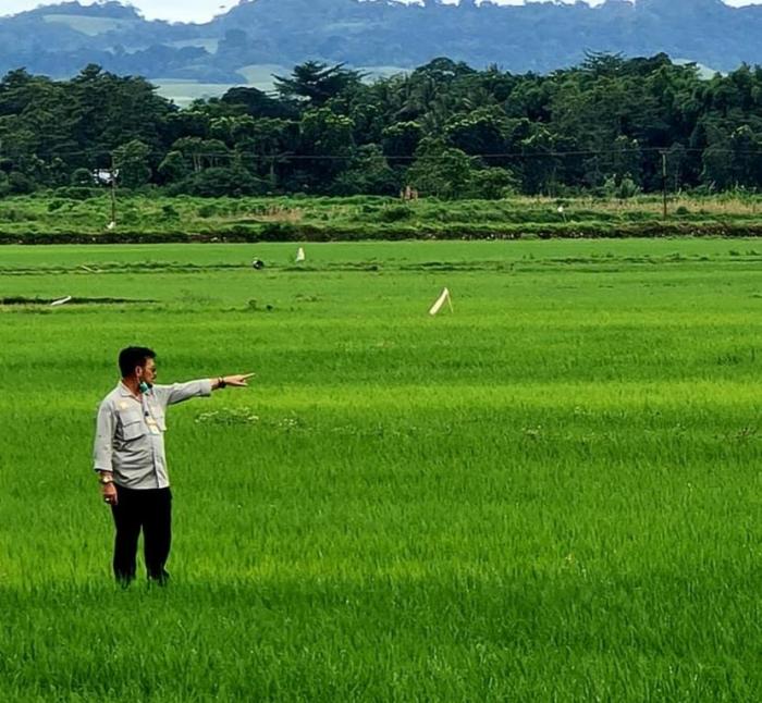 Daun penggemuk ayam di Katikutana, Sumba Tengah
