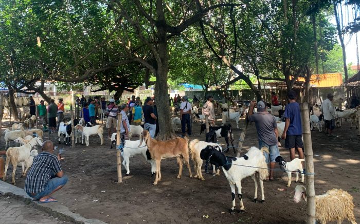 Daging kambing di Panggungrejo, Kota Pasuruan