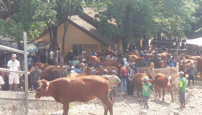 Daging kambing di Mangaran, Situbondo